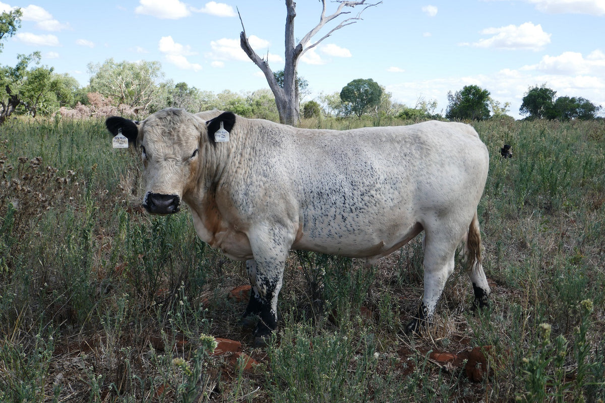 SPK L260 RING THE BELL R129 (AI) (ET) (P) (Leopard) SEMEN STRAWS