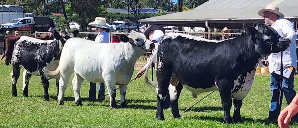 2024 Toowoomba Royal Show Everest Speckles Breeders Group