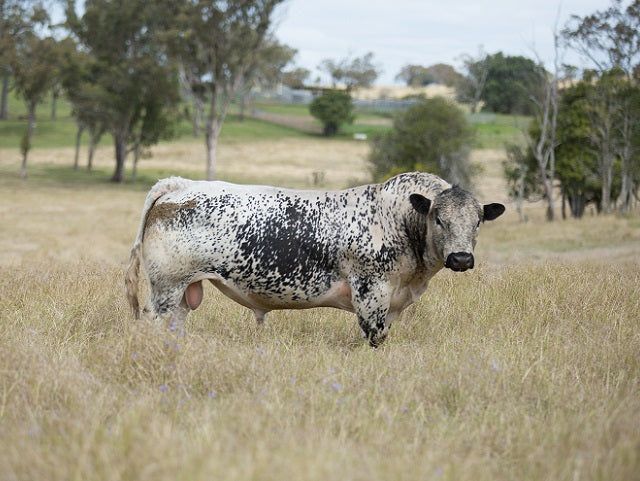 Speckle Park Males