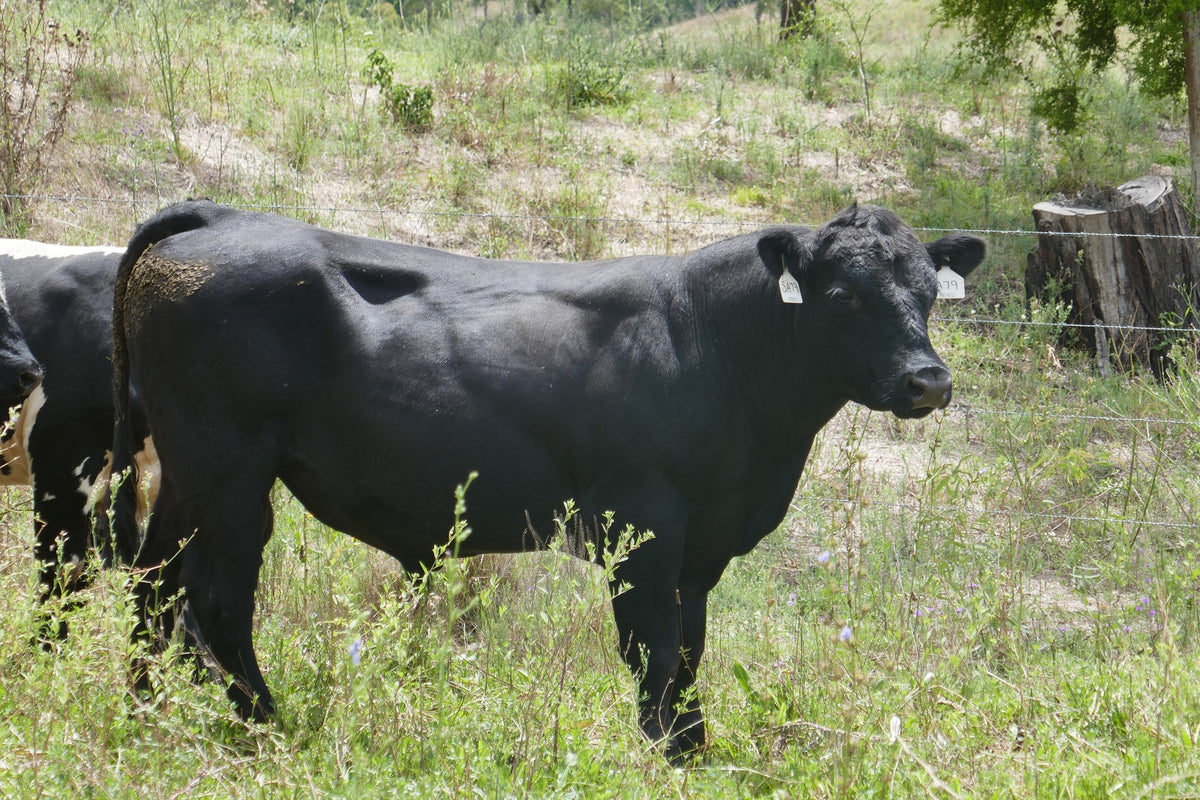 Commercial Bull SA79 – Everest Speckle Park