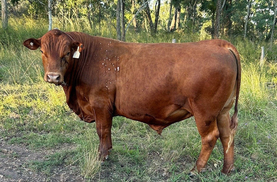 Commercial Bull U11 Senepol x Speckle Park β Everest Speckle Park