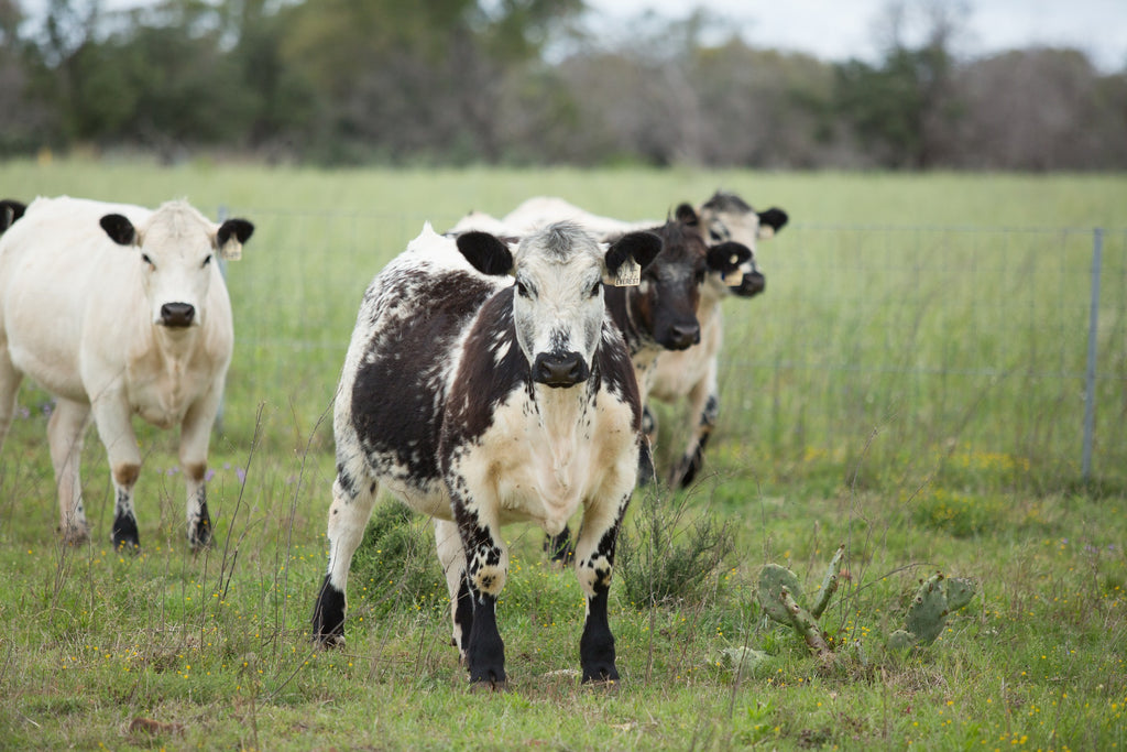 Purebred Speckle Park Heifers