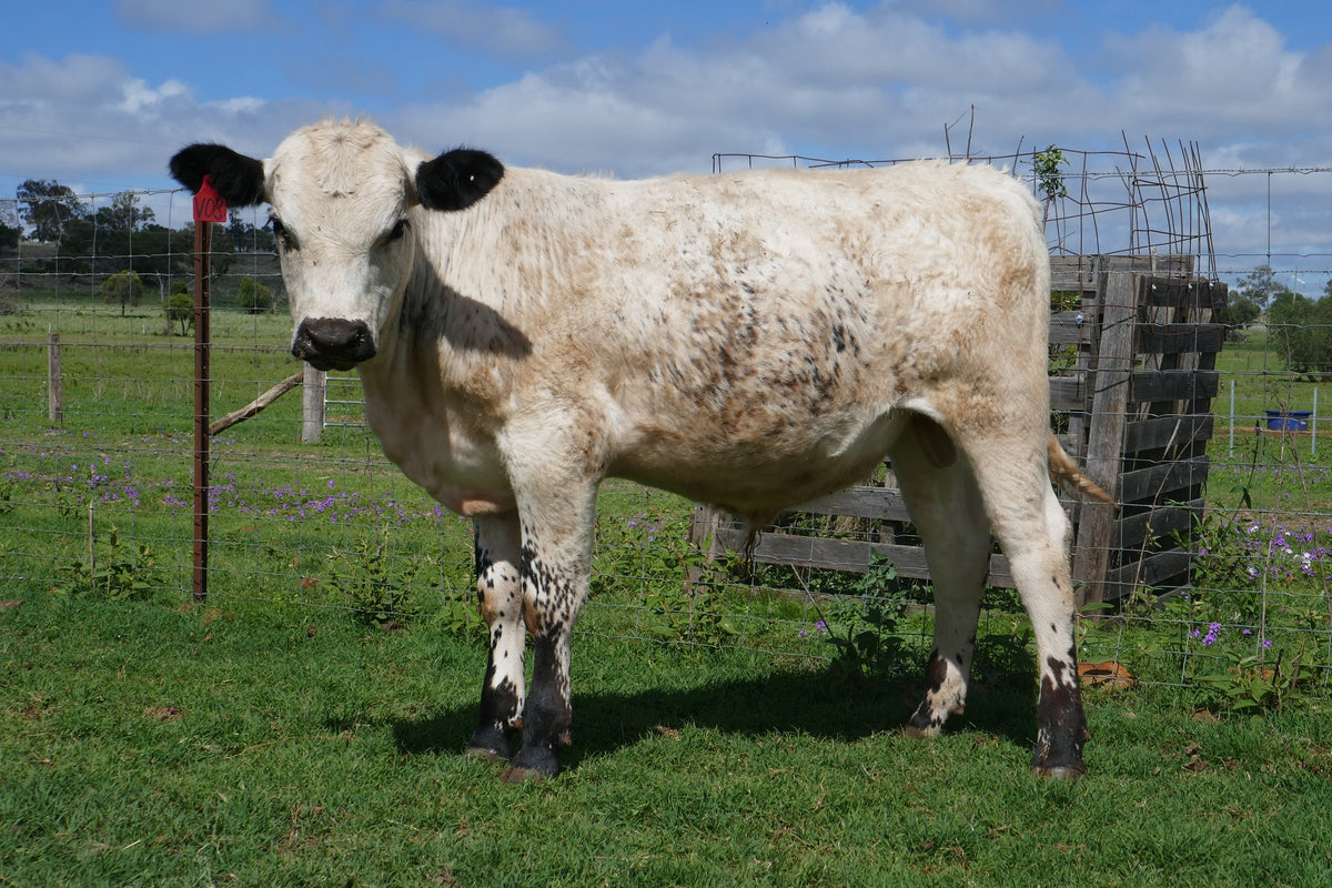 EVEREST R4 VECTOR V03 (ET) (P) (White) – Everest Speckle Park